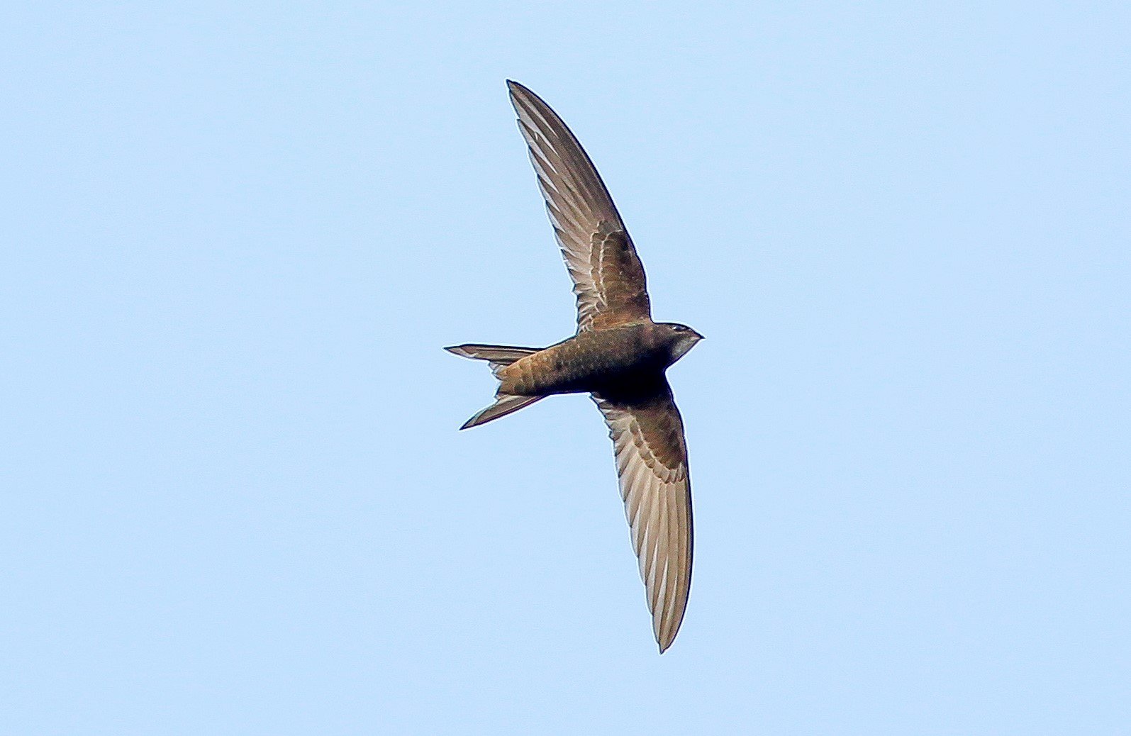 Derbyshire Swift Survey: if we don't know where they are, how can we ...