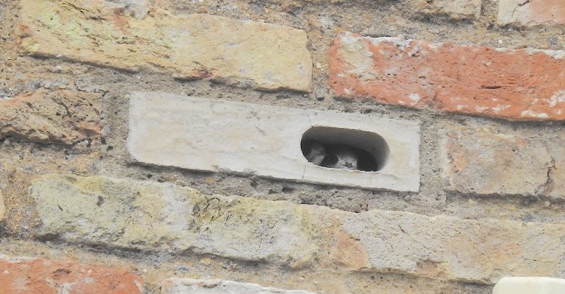 Swift nest brick