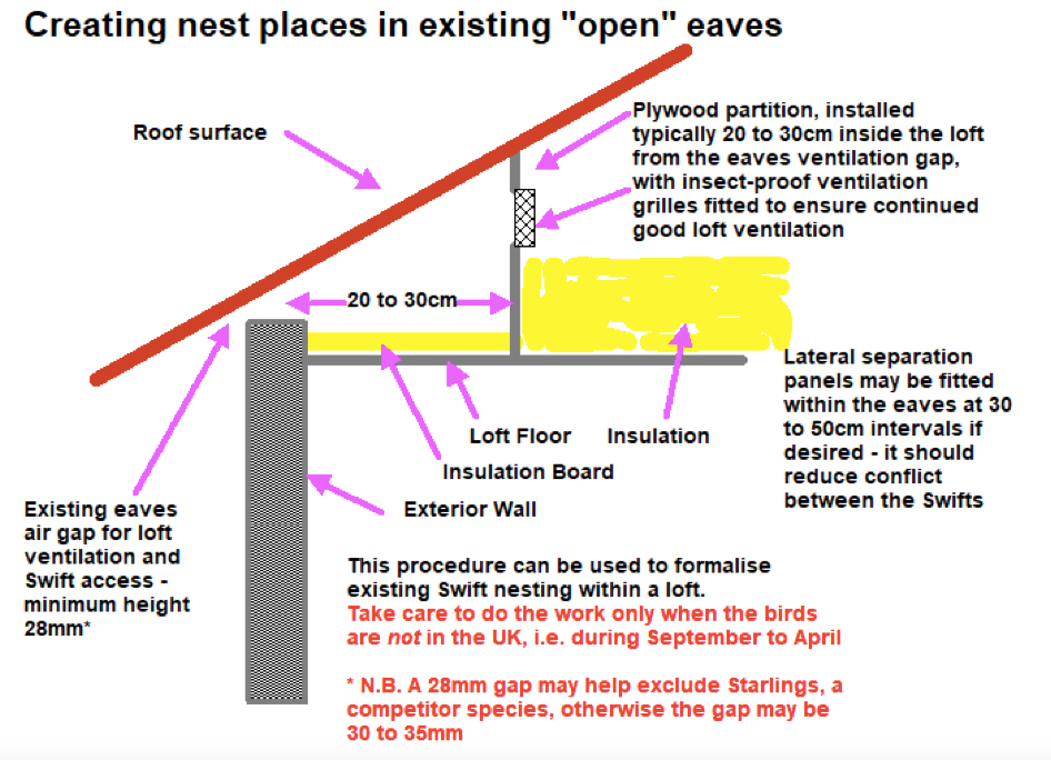 Swift nests in eaves